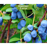 Комплект 5шт  / Жимолость ЗОЛУШКА